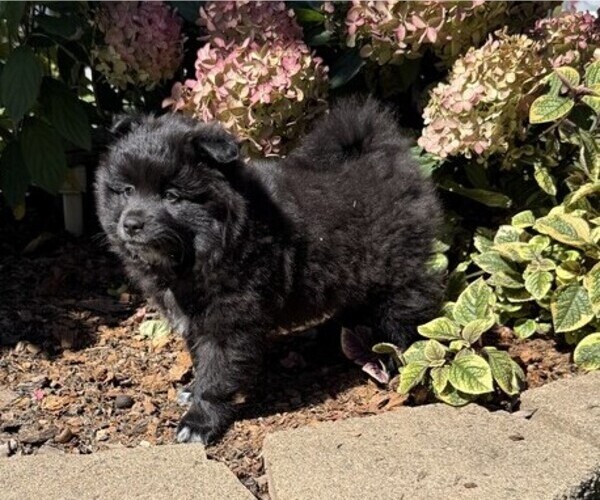 Medium Photo #2 Pomeranian Puppy For Sale in CURTISS, WI, USA