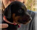 Small Photo #5 Doberman Pinscher Puppy For Sale in KELLYTON, AL, USA