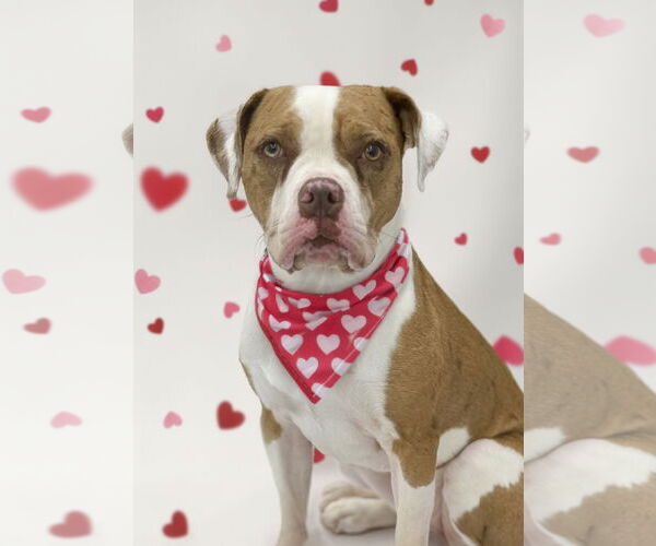 Medium Photo #5 Mutt Puppy For Sale in Rockville, MD, USA