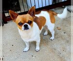 Small Chihuahua