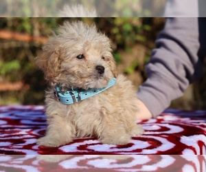 Poodle (Toy) Puppy for sale in DYERSBURG, TN, USA