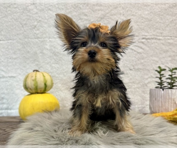 Medium Photo #3 Yorkshire Terrier Puppy For Sale in NAPPANEE, IN, USA