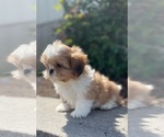 Small #4 Shih Tzu
