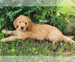 Goldendoodle mix (+ Poodle Standard) Puppy for sale in GAYLESVILLE, AL, USA