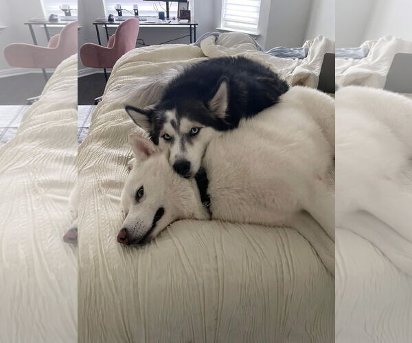 Medium Photo #9 Siberian Husky-Unknown Mix Puppy For Sale in Carrollton, TX, USA