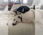 Small #8 Siberian Husky Mix