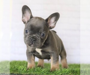 French Bulldog Puppy for sale in FREDERICKSBG, OH, USA