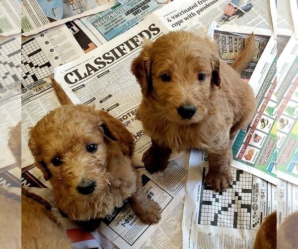 Full screen Photo #2 Goldendoodle-Poodle (Standard) Mix Puppy For Sale in ROSCOE, IL, USA