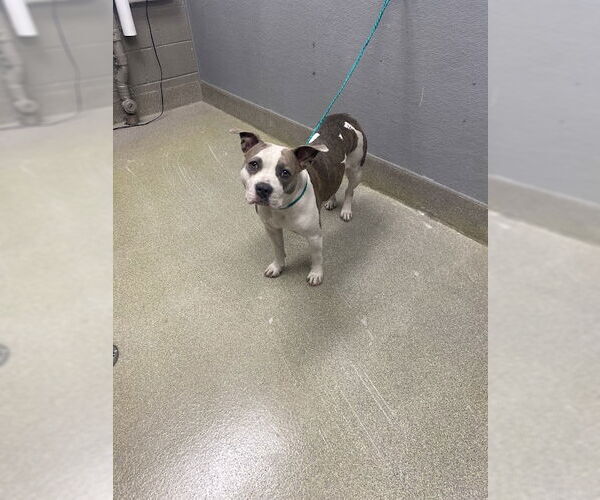 Medium Photo #1 Mutt Puppy For Sale in Las Vegas, NV, USA