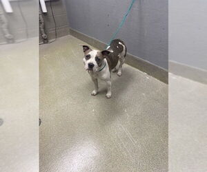 Mutt Dogs for adoption in Las Vegas, NV, USA