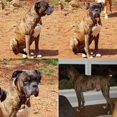 Father of the Boxer puppies born on 07/21/2018