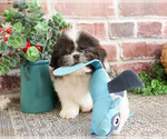 Small #18 Shih Tzu