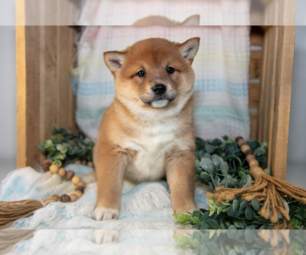 Medium Photo #2 Shiba Inu Puppy For Sale in TOPEKA, IN, USA