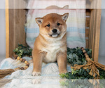 Small Photo #6 Shiba Inu Puppy For Sale in TOPEKA, IN, USA