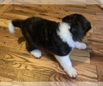 Small Photo #2 Akita Puppy For Sale in UNION CITY, GA, USA