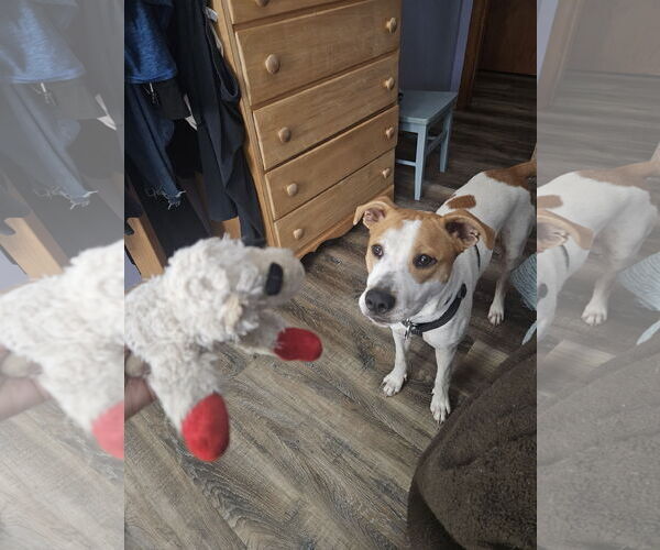 Medium Photo #19 Pointer-Unknown Mix Puppy For Sale in Minneapolis, MN, USA