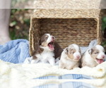 Small Photo #9 Miniature Australian Shepherd Puppy For Sale in PLANT CITY, FL, USA