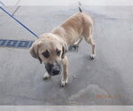 BUTTER - Male Anatolian Shepherd-Unknown Mix Dog for Adoption - Small photo