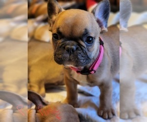 French Bulldog Puppy for sale in CAPE CORAL, FL, USA