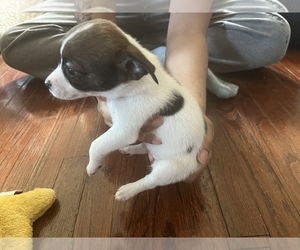 Jack Russell Terrier-Shetland Sheepdog Mix Puppy for sale in REDFORD, MI, USA