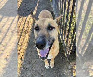 German Shepherd Dog-Unknown Mix Dogs for adoption in Riverside, CA, USA