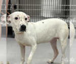 Small #3 Labrador Retriever Mix