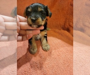 Yorkshire Terrier Puppy for sale in GRAND BAY, AL, USA