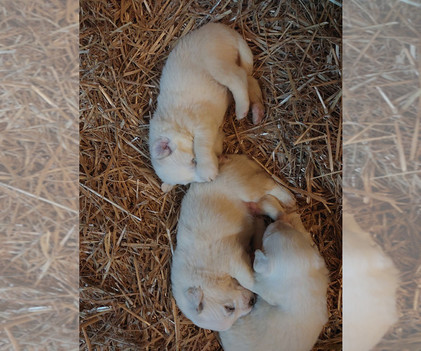 Medium Photo #7 Great Pyrenees Puppy For Sale in BEE SPRING, KY, USA