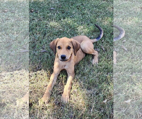 Medium Photo #2 Mutt Puppy For Sale in Fort Worth, TX, USA