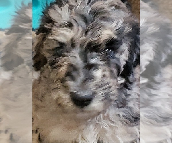 Medium Photo #16 Labradoodle Puppy For Sale in SAN ANTONIO, TX, USA