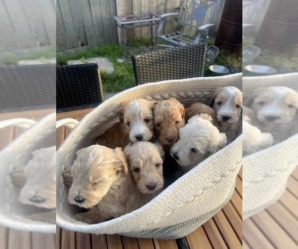 Medium Photo #4 Double Doodle Puppy For Sale in WHITE CITY, OR, USA
