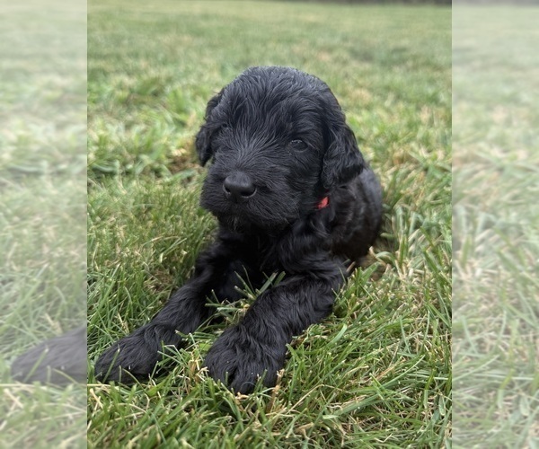 Medium Photo #32 Goldendoodle Puppy For Sale in HOWARD CITY, MI, USA