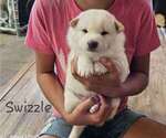 Puppy Swizzle  Teal Shiba Inu