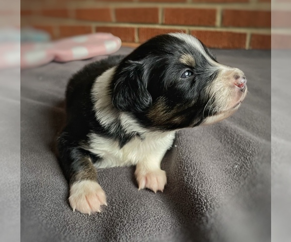 Medium Photo #4 Border Collie-Papillon Mix Puppy For Sale in CULPEPER, VA, USA