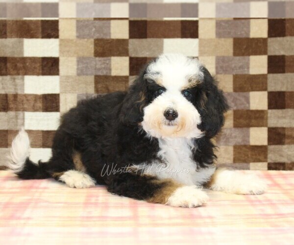 Medium Photo #2 Miniature Bernedoodle Puppy For Sale in DENVER, PA, USA