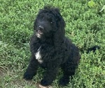 Small #5 Bernedoodle