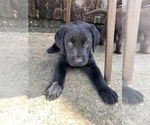 Small Photo #6 Labrador Retriever Puppy For Sale in LISBON, CT, USA