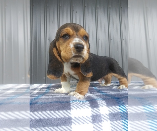 Medium Photo #15 Basset Hound Puppy For Sale in PETERSBURG, IN, USA