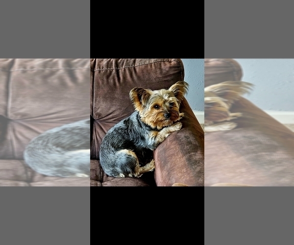 Medium Photo #1 Yorkshire Terrier Puppy For Sale in LINCOLN CITY, OR, USA