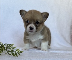 Pembroke Welsh Corgi Puppy for sale in STANLEY, WI, USA