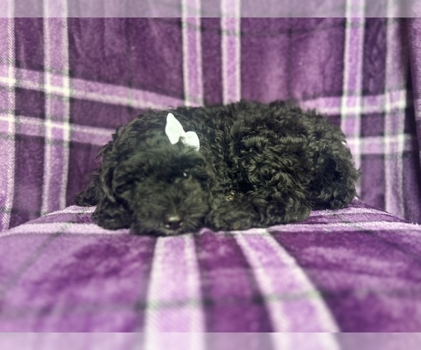 Medium Photo #3 Cock-A-Poo Puppy For Sale in LAKELAND, FL, USA