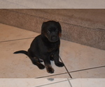 Small Photo #11 Labrador Retriever Puppy For Sale in SAN DIEGO, CA, USA