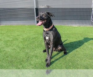 Labrador Retriever-Plott Hound Mix Dogs for adoption in Orange, CA, USA