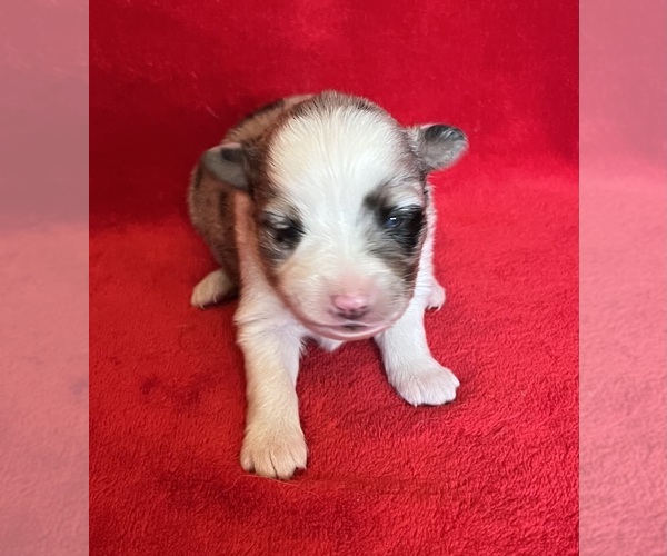 Medium Photo #9 Miniature Australian Shepherd Puppy For Sale in FORT MORGAN, CO, USA
