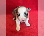 Small #8 Miniature Australian Shepherd