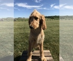 Small Photo #1 Irish Doodle Puppy For Sale in GOSHEN, IN, USA
