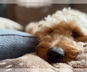 Mother of the Goldendoodle puppies born on 08/27/2026