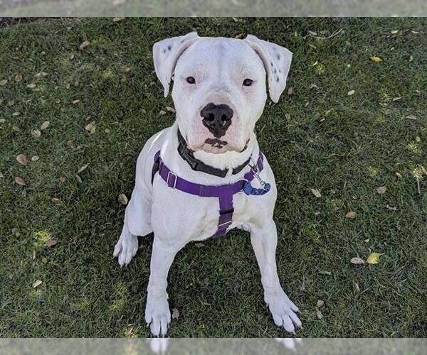Medium Photo #3 Dogo Argentino-Unknown Mix Puppy For Sale in San Clemente, CA, USA