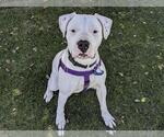 Small #2 Dogo Argentino Mix