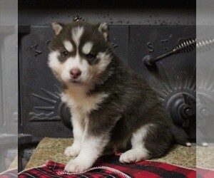 Siberian Husky Puppy for sale in CATAWISSA, PA, USA